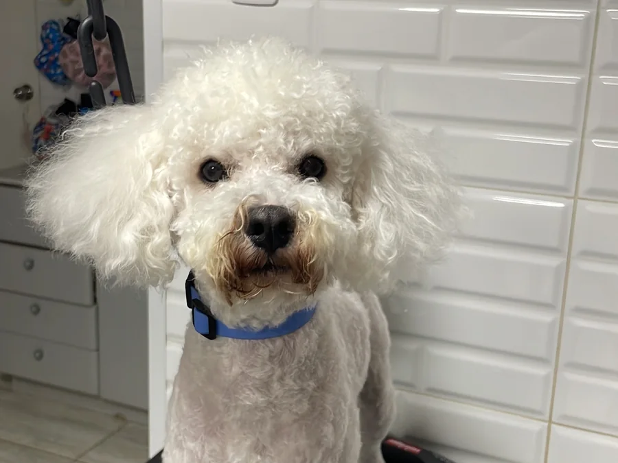 Perro blanco después de su corte de peluquería