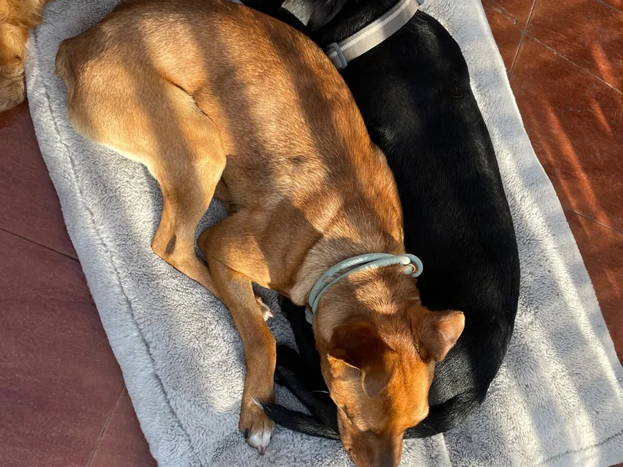 Dos perros descansando juntos sobre una cama