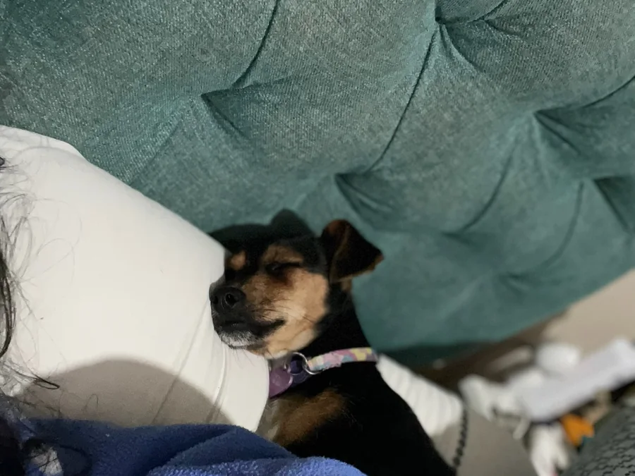 Perro pequeño durmiendo cómodamente en interiores