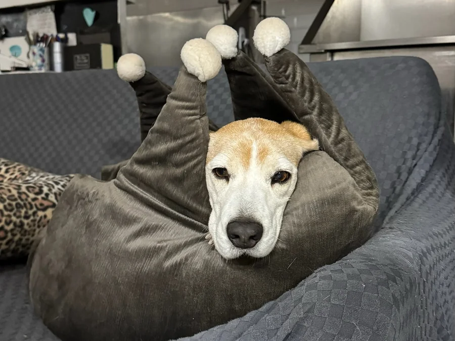 Perro descansando dentro de una cama cómoda durante su estadía