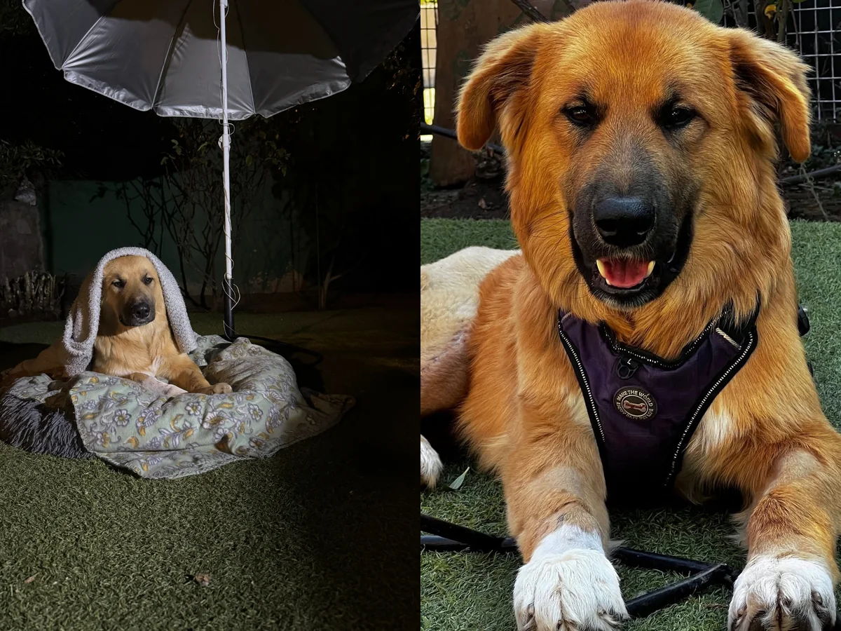 Dos perros apoyados por la comunidad de Bark in Style
