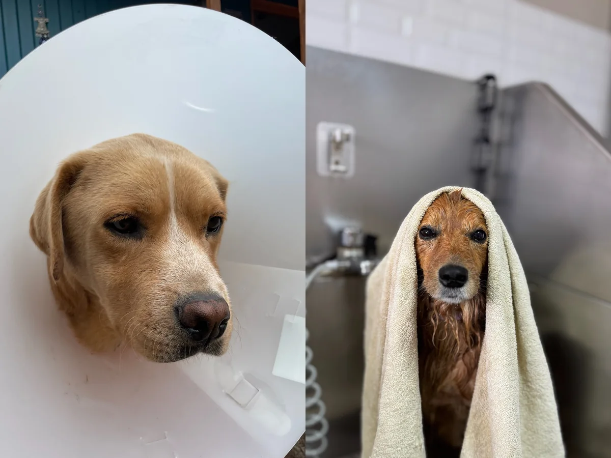 Perros durante el baño y el secado con toalla