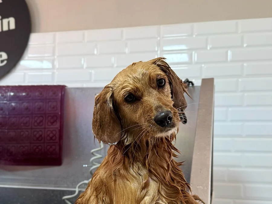 Perro de manto largo dentro de la bañera profesional