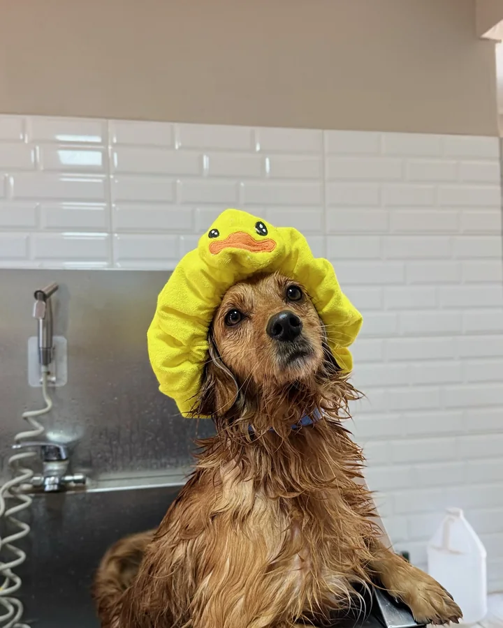 Perro con protección de oídos durante el baño