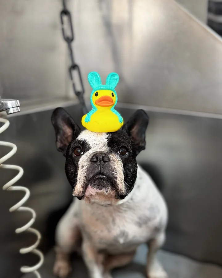 Perro pequeño durante su baño