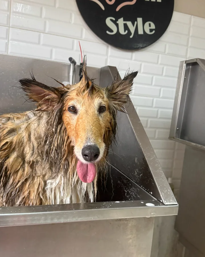 Perro de manto largo dentro de la bañera