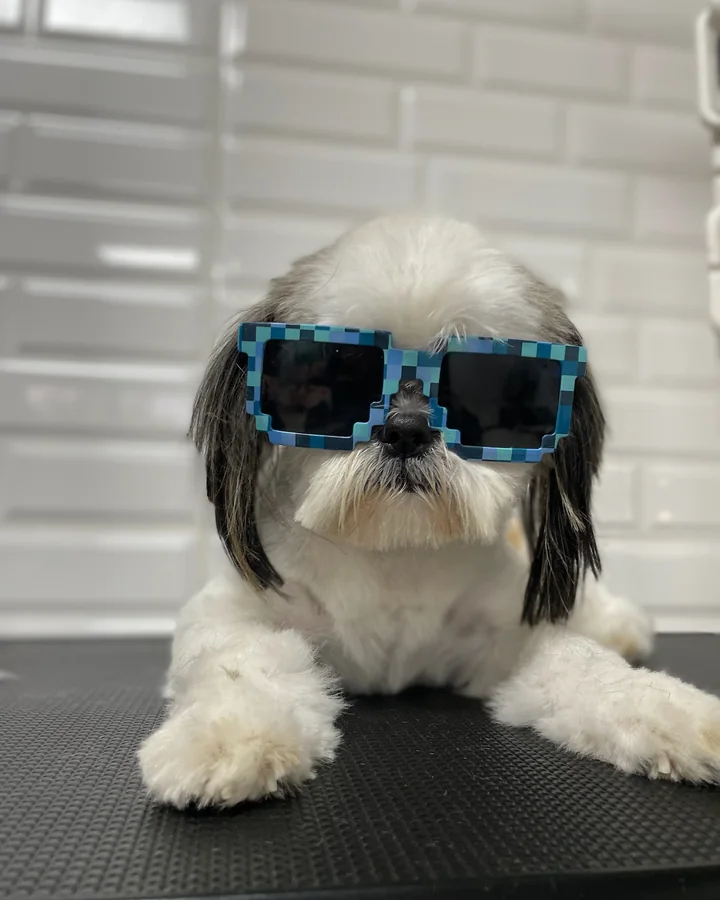 Perro de manto blanco con su arreglo terminado