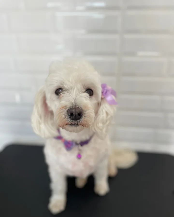 Perra pequeña con su corte terminado