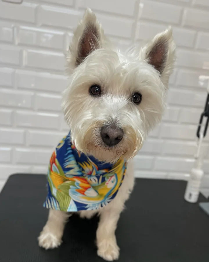 Westie con su manto limpio y terminado