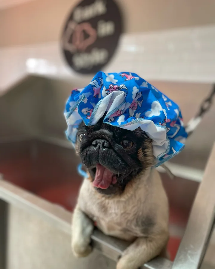 Pug durante su baño con protección de oídos