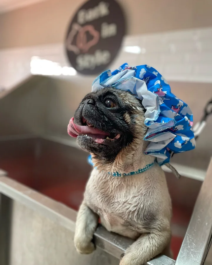 Perfil de un pug durante el baño
