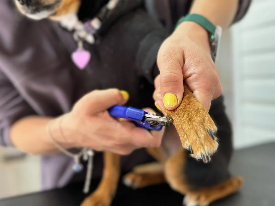 Corte cuidadoso de las uñas de un perro