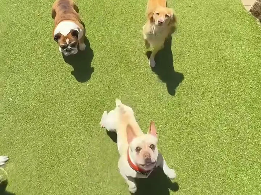 Grupo de perros en el patio de pasto sintético de Bark in Style