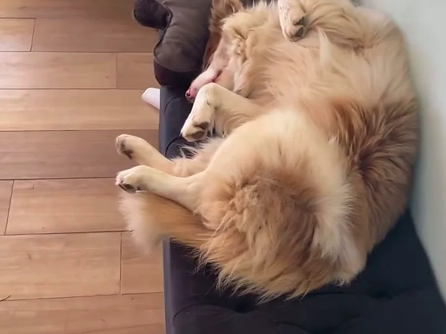 Perro descansando en el espacio interior de Bark in Style