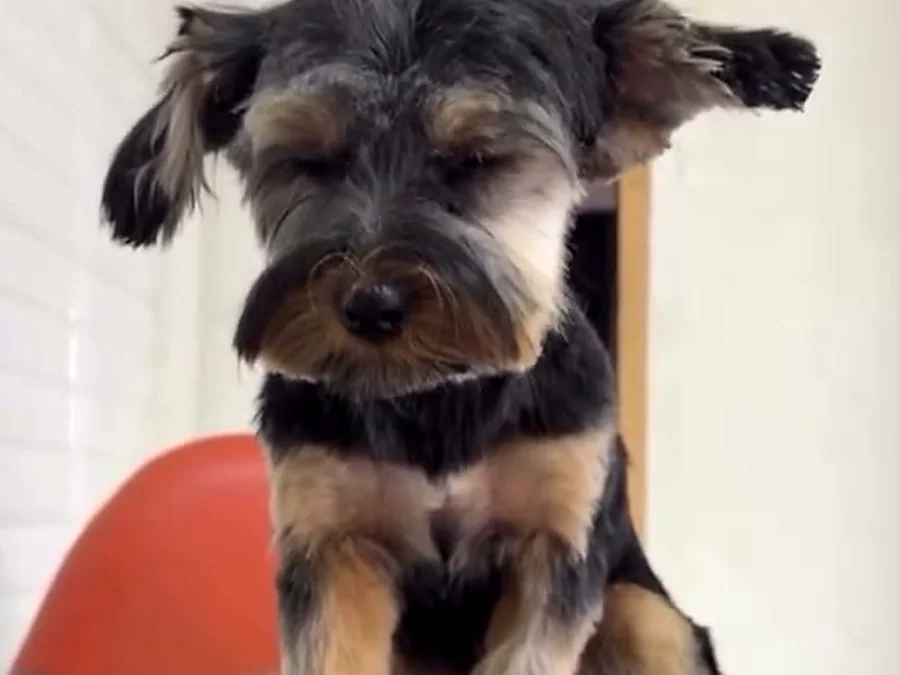 Perro completo sobre la mesa de peluquería canina Bark in Style