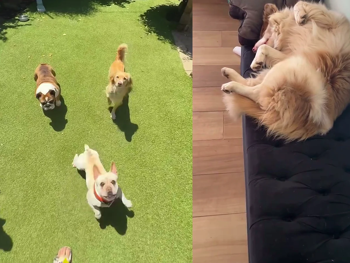 Perros jugando en el patio y descansando en Bark in Style